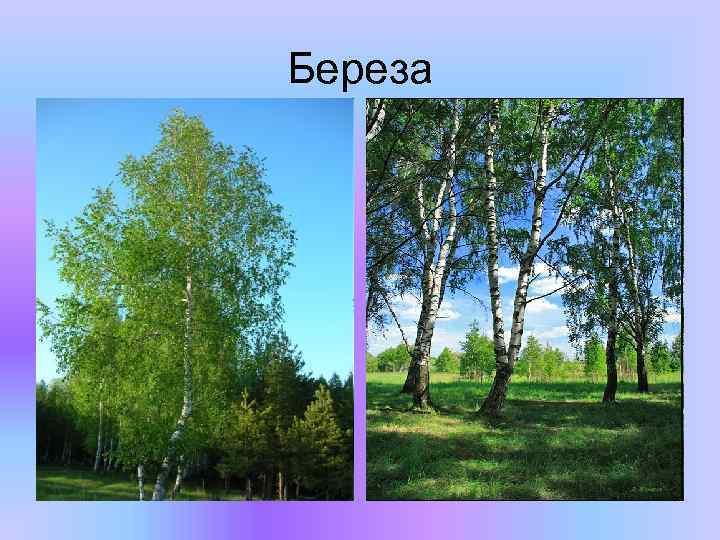 Береза 