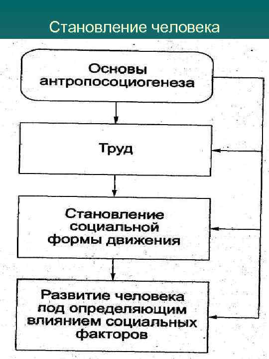Становление человека 