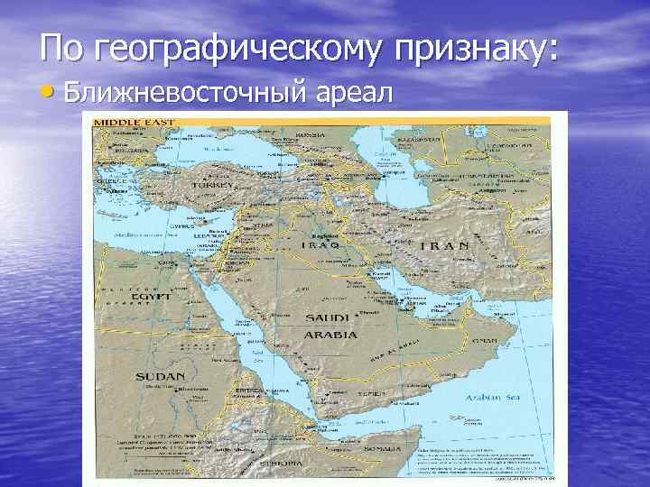 По географическому признаку: • Ближневосточный ареал 