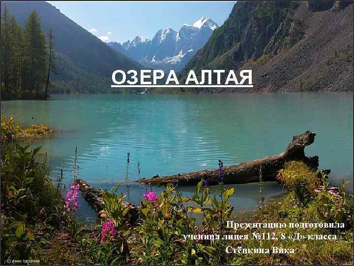 ОЗЕРА АЛТАЯ Презентацию подготовила ученица лицея № 112, 8 «Д» класса Стёпкина Вика 