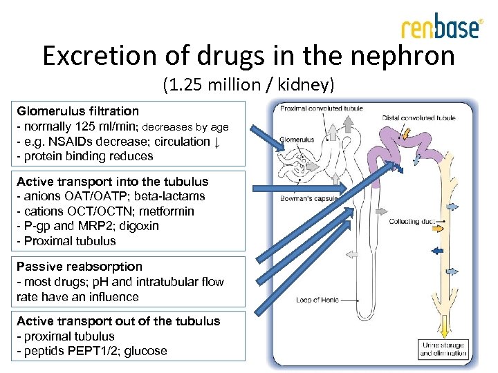 Excretion of drugs in the nephron (1. 25 million / kidney) Glomerulus filtration -