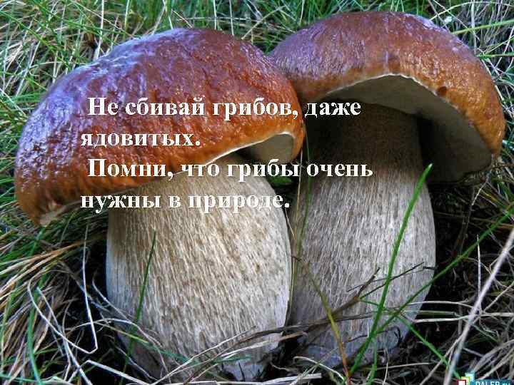 Не сбивай грибов, даже ядовитых. Помни, что грибы очень нужны в природе. 