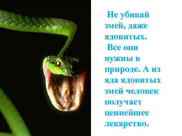 Не убивай змей, даже ядовитых. Все они нужны в природе. А из яда ядовитых