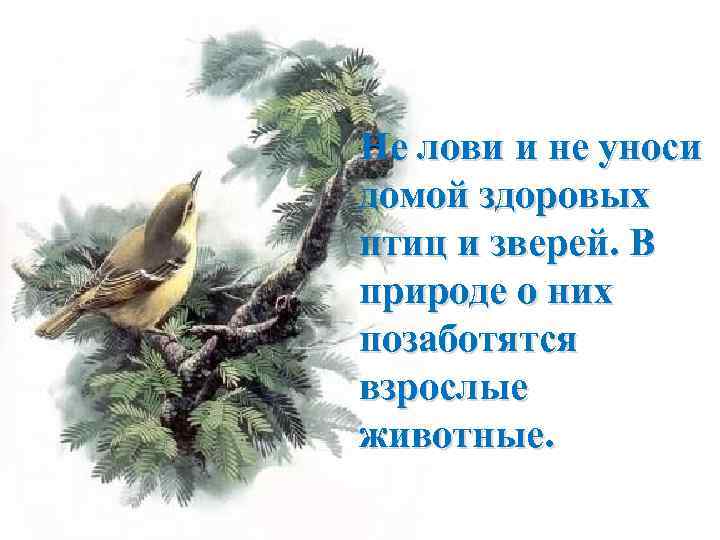 Не лови и не уноси домой здоровых птиц и зверей. В природе о них