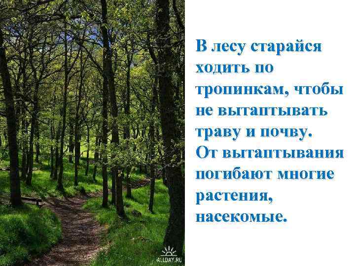 Предложения на тему тропинка которая мне запомнилась. В лесу старайся ходить по тропинкам. Ходить по тропинкам в лесу. Вытаптывание лесов. Вытаптывание трав в лесу.