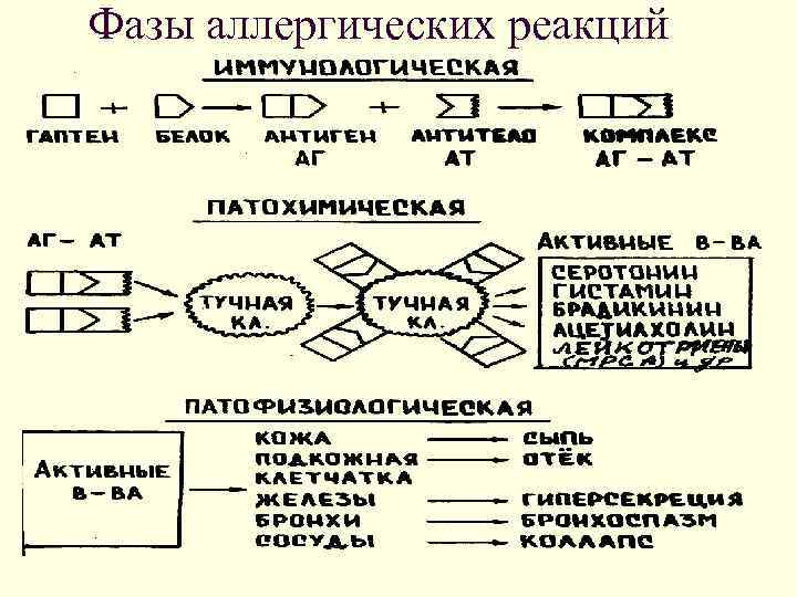 Фазы аллергических реакций 