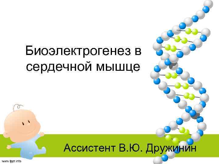 Биоэлектрогенез в сердечной мышце Ассистент В. Ю. Дружинин 