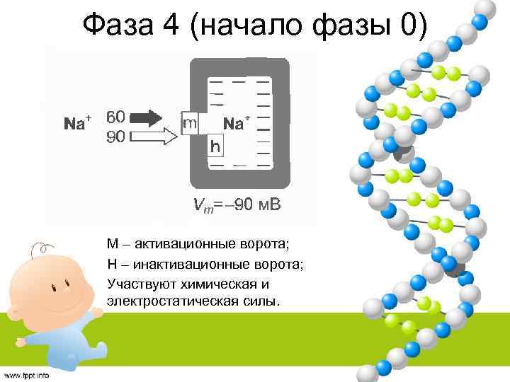 Фаза 4 (начало фазы 0) M – активационные ворота; H – инактивационные ворота; Участвуют