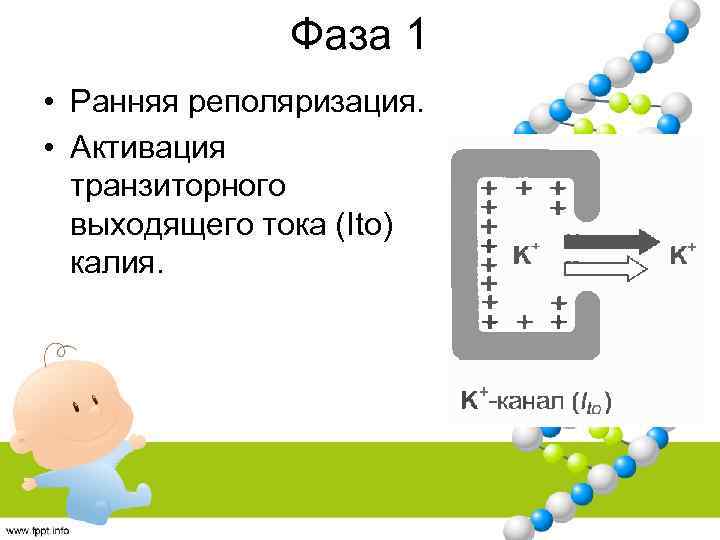 Фаза 1 • Ранняя реполяризация. • Активация транзиторного выходящего тока (Ito) калия. 