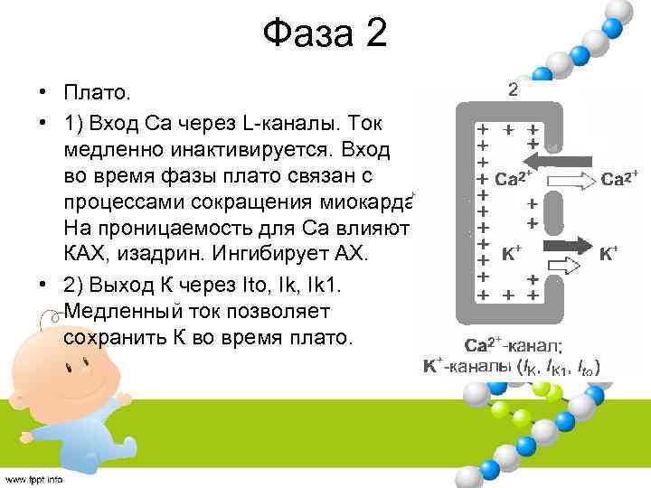 Фаза 2 • Плато. • 1) Вход Са через L-каналы. Ток медленно инактивируется. Вход