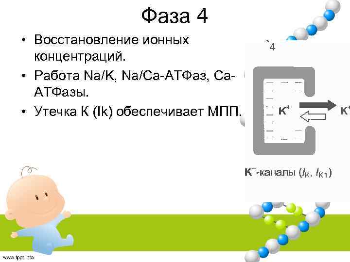 Фаза 4 • Восстановление ионных концентраций. • Работа Na/K, Na/Ca-АТФаз, Са. АТФазы. • Утечка