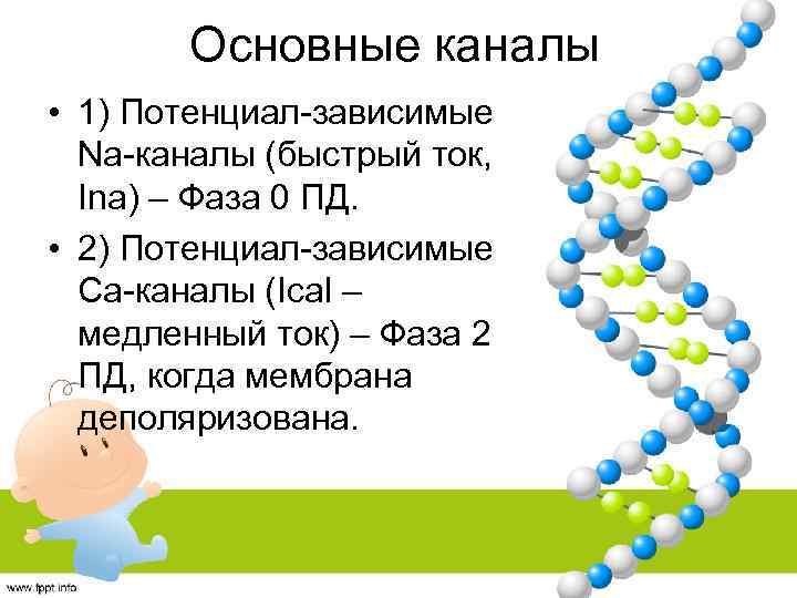 Основные каналы • 1) Потенциал-зависимые Na-каналы (быстрый ток, Ina) – Фаза 0 ПД. •