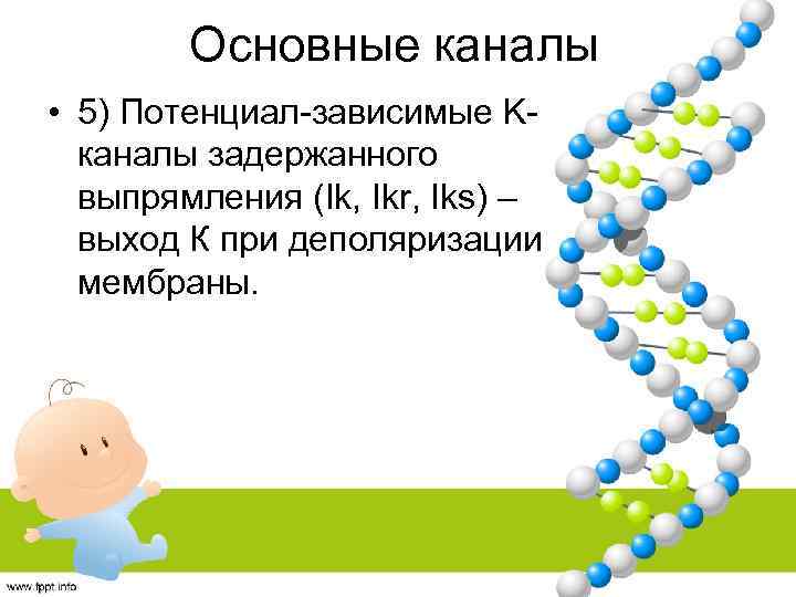 Основные каналы • 5) Потенциал-зависимые Kканалы задержанного выпрямления (Ik, Ikr, Iks) – выход К