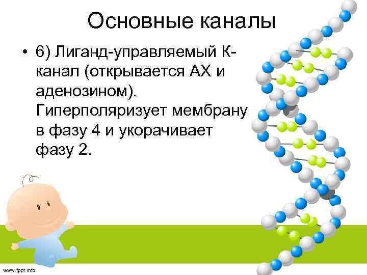 Основные каналы • 6) Лиганд-управляемый Кканал (открывается АХ и аденозином). Гиперполяризует мембрану в фазу