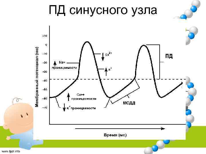 ПД синусного узла 