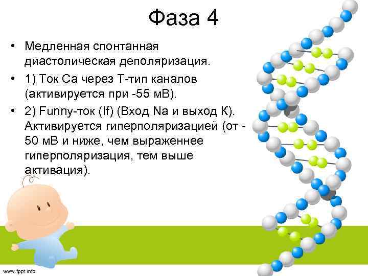 Фаза 4 • Медленная спонтанная диастолическая деполяризация. • 1) Ток Са через Т-тип каналов