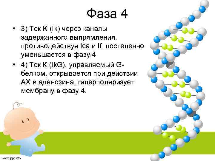 Фаза 4 • 3) Ток K (Ik) через каналы задержанного выпрямления, противодействуя Ica и