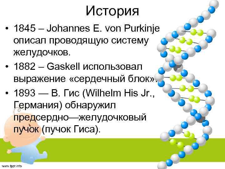 История • 1845 – Johannes E. von Purkinje описал проводящую систему желудочков. • 1882