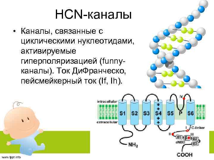 HCN-каналы • Каналы, связанные с циклическими нуклеотидами, активируемые гиперполяризацией (funnyканалы). Ток Ди. Франческо, пейсмейкерный