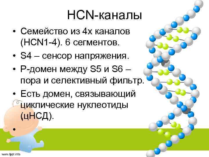HCN-каналы • Семейство из 4 х каналов (HCN 1 -4). 6 сегментов. • S