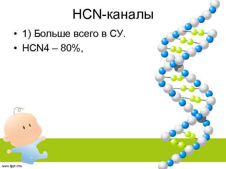 HCN-каналы • 1) Больше всего в СУ. • HCN 4 – 80%, 