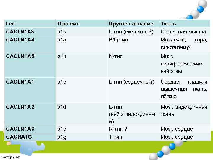 Ген Протеин Другое название Ткань CACLN 1 A 3 α 1 s L-тип (скелетный)