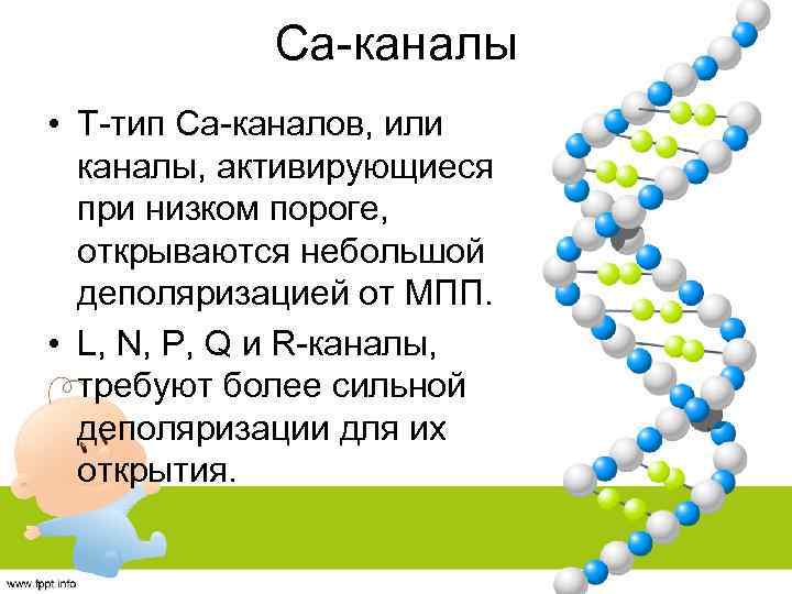 Са-каналы • Т-тип Са-каналов, или каналы, активирующиеся при низком пороге, открываются небольшой деполяризацией от