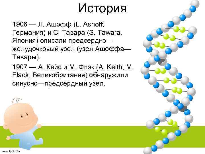 История 1906 — Л. Ашофф (L. Ashoff, Германия) и С. Тавара (S. Tawara, Япония)