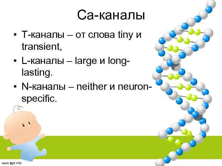 Са-каналы • Т-каналы – от слова tiny и transient, • L-каналы – large и