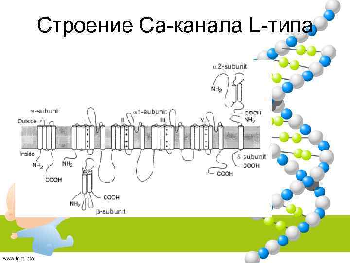 Строение Са-канала L-типа 
