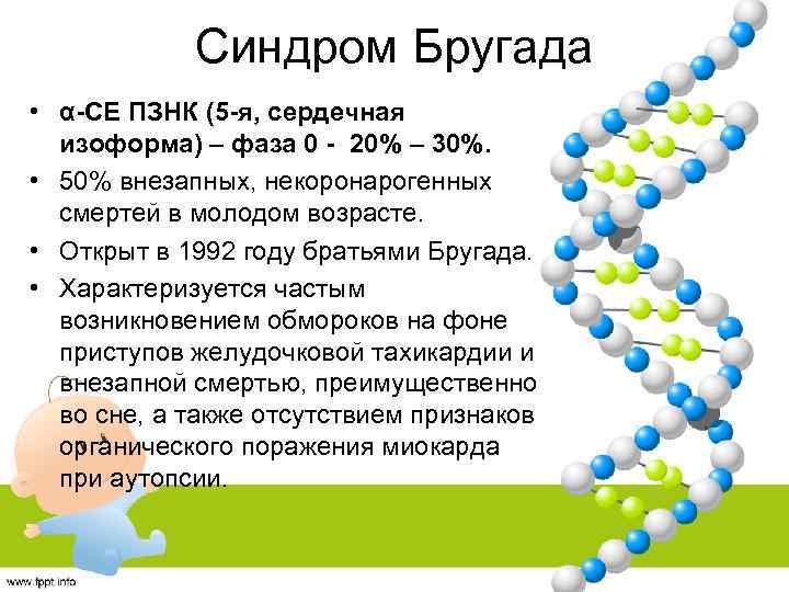 Синдром Бругада • α-CЕ ПЗНК (5 -я, сердечная изоформа) – фаза 0 - 20%