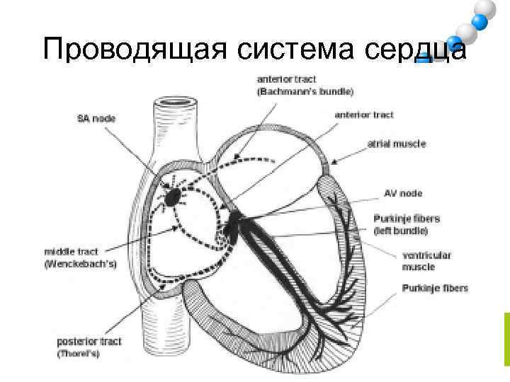 Проводящая система сердца 