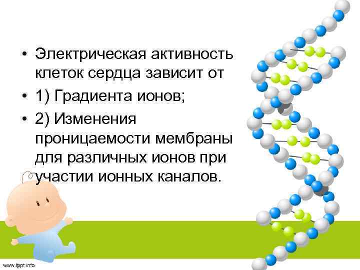  • Электрическая активность клеток сердца зависит от • 1) Градиента ионов; • 2)