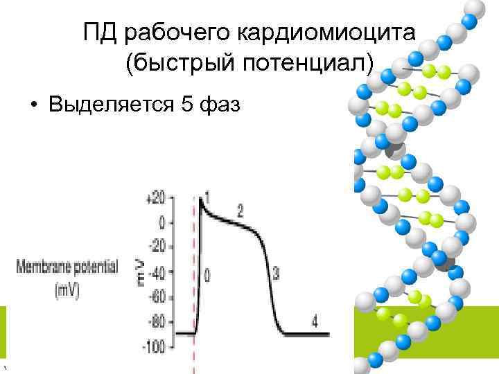 ПД рабочего кардиомиоцита (быстрый потенциал) • Выделяется 5 фаз 