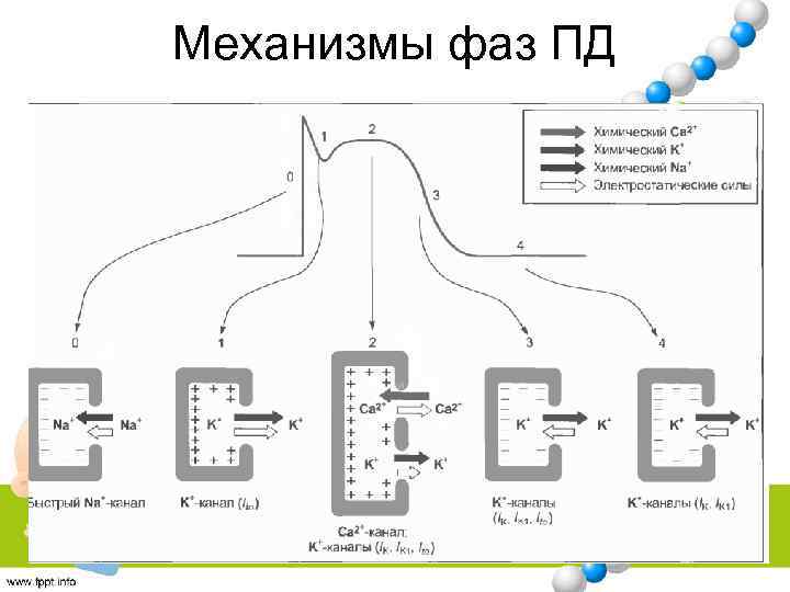 Механизмы фаз ПД 