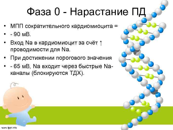 Фаза 0 - Нарастание ПД • МПП сократительного кардиомиоцита = • - 90 м.
