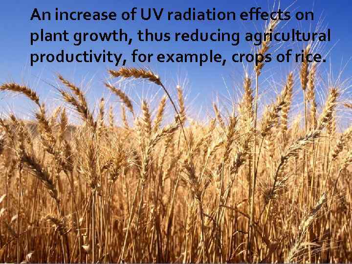 An increase of UV radiation effects on plant growth, thus reducing agricultural productivity, for