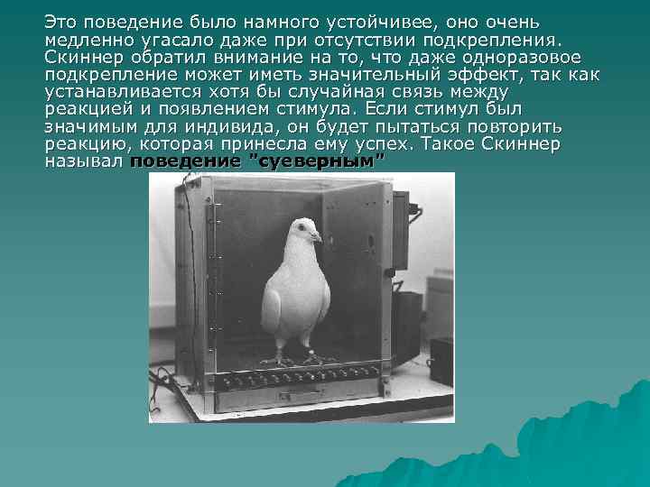 Это поведение было намного устойчивее, оно очень медленно угасало даже при отсутствии подкрепления. Скиннер