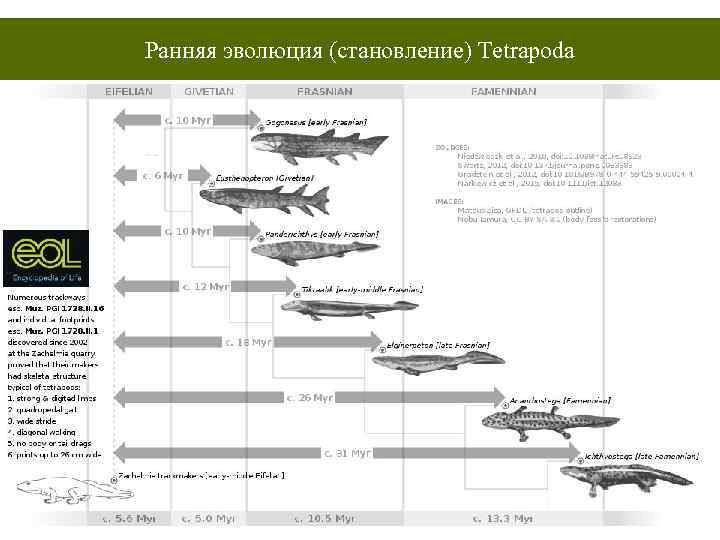 Ранняя эволюция (становление) Tetrapoda 