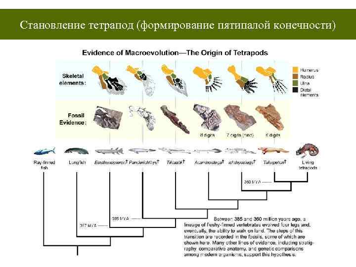 Становление тетрапод (формирование пятипалой конечности) 