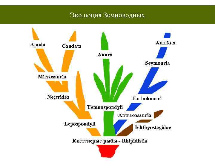 Эволюция Земноводных Apoda Amniota Caudata Anura Seymouria Microsauria Nectridea Embolomeri Temnospondyli Antracosauria Lepospondyli Ichthyostegidae