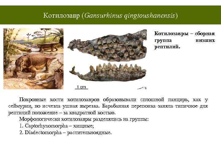 Котилозавр (Gansurhinus qingtoushanensis) Котилозавры – сборная группа низших рептилий. Покровные кости котилозавров образовывали сплошной