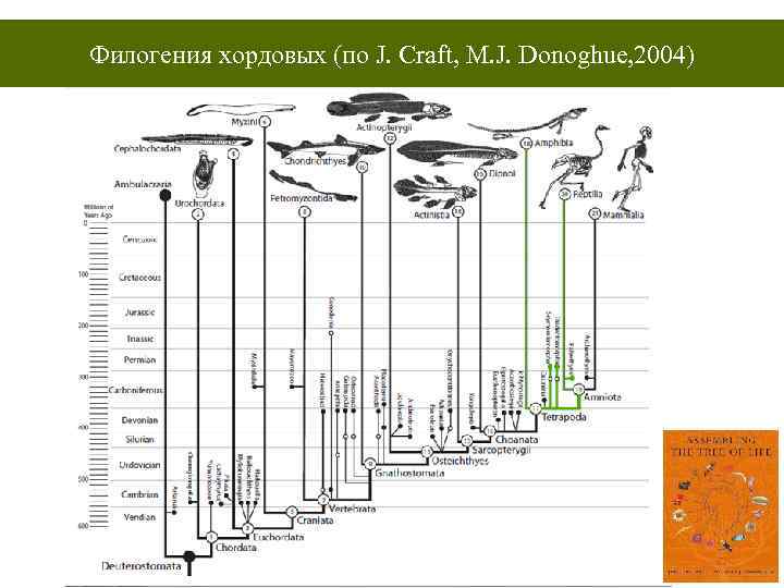 Филогения хордовых (по J. Craft, M. J. Donoghue, 2004) 