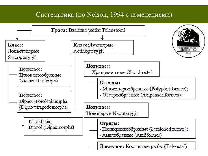 Систематика (по Nelson, 1994 с изменениями) Града: Высшие рыбы Teleostomi Класс: Лопастеперые Sarcopterygii Класс: