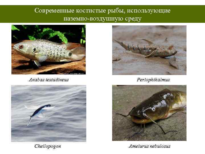 Современные костистые рыбы, использующие наземно-воздушную среду Anabas testudineus Cheilopogon Periophthalmus Ameiurus nebulosus 