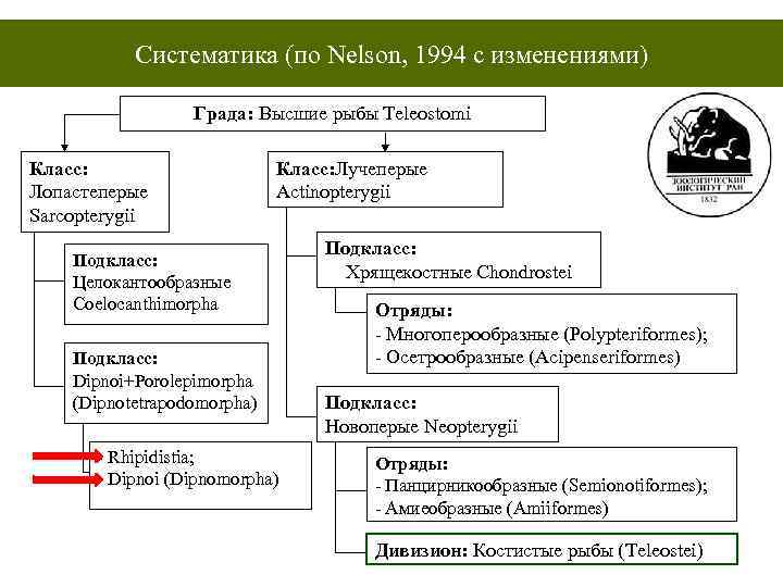 Систематика (по Nelson, 1994 с изменениями) Града: Высшие рыбы Teleostomi Класс: Лопастеперые Sarcopterygii Класс: