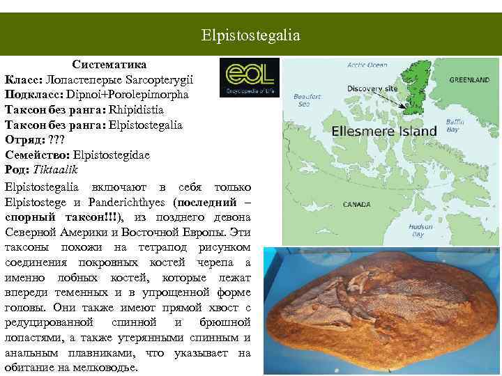 Elpistostegalia Систематика Класс: Лопастеперые Sarcopterygii Подкласс: Dipnoi+Porolepimorpha Таксон без ранга: Rhipidistia Таксон без ранга:
