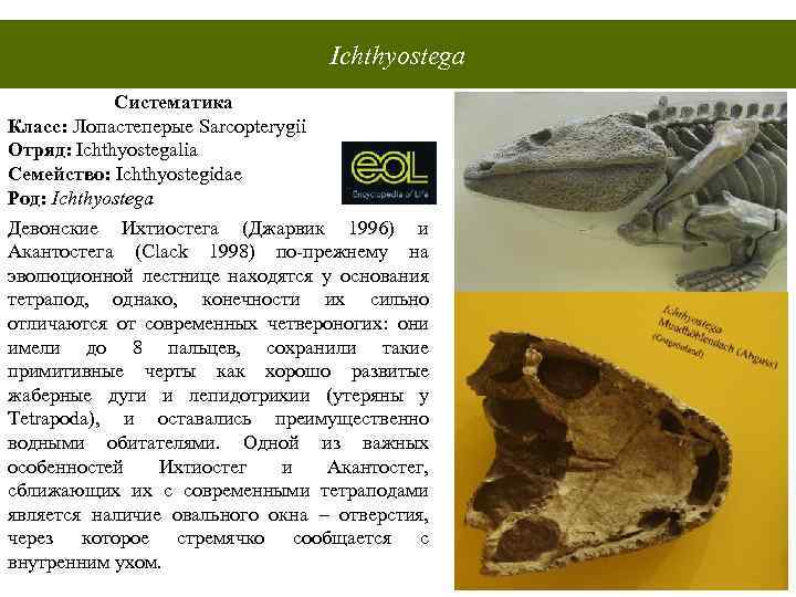 Ichthyostega Систематика Класс: Лопастеперые Sarcopterygii Отряд: Ichthyostegalia Семейство: Ichthyostegidae Род: Ichthyostega Девонские Ихтиостега (Джарвик