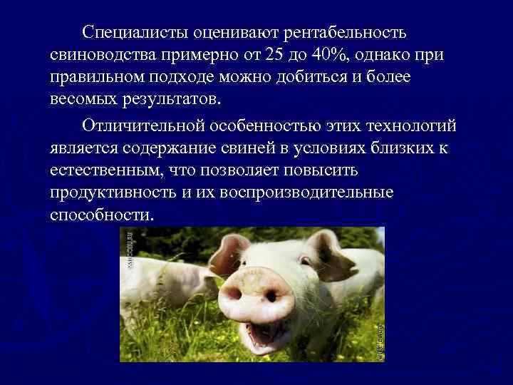 Специалисты оценивают рентабельность свиноводства примерно от 25 до 40%, однако при правильном подходе можно