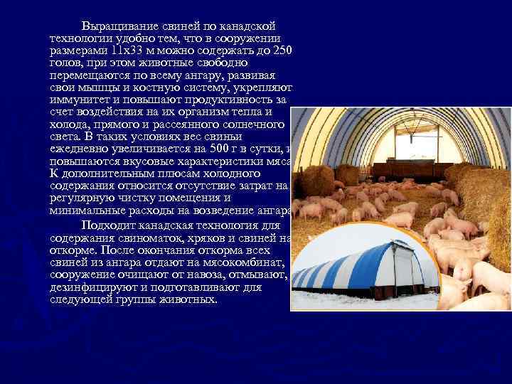 Выращивание свиней по канадской технологии удобно тем, что в сооружении размерами 11 х33 м